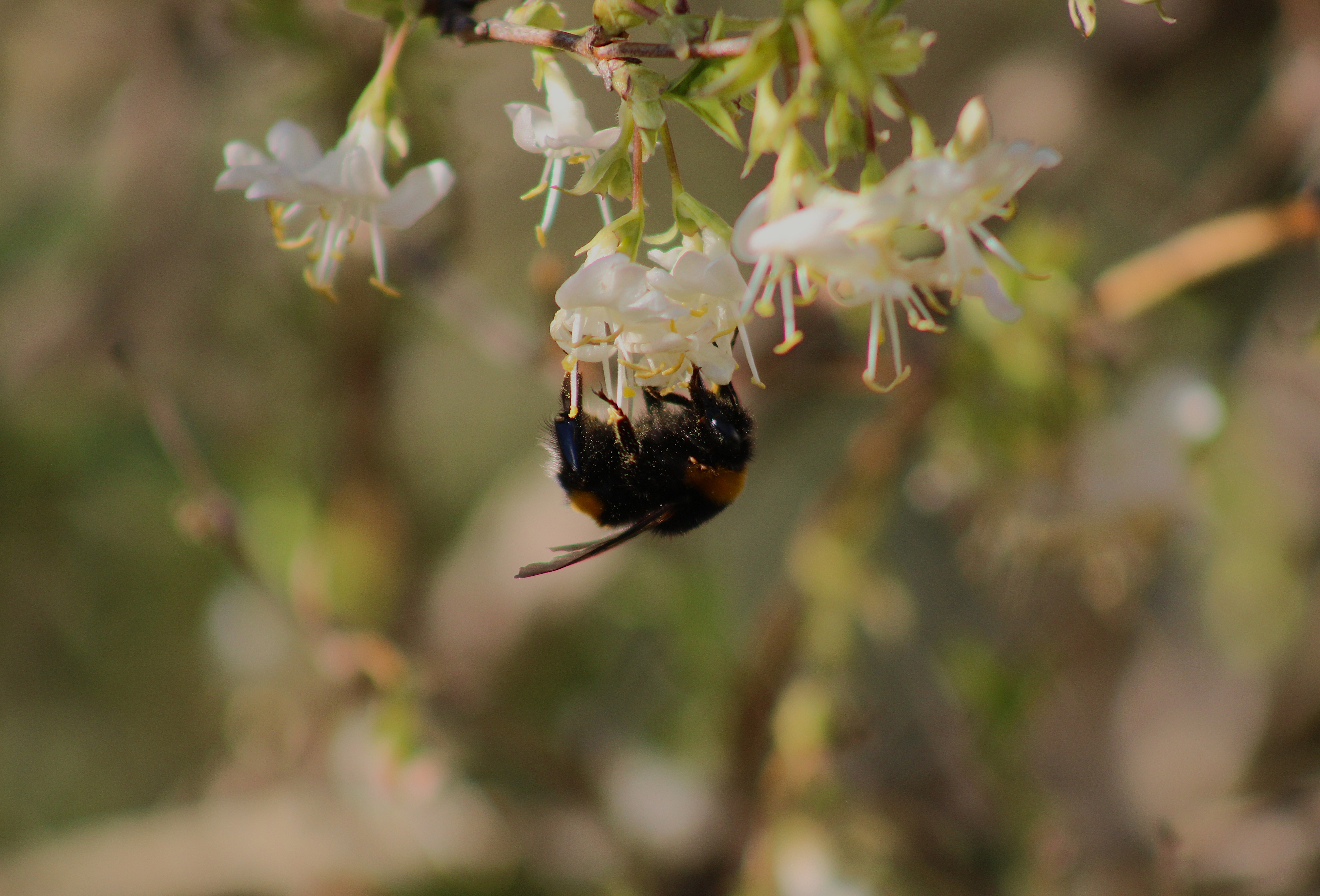 Bourdon butinant en macrophotographie