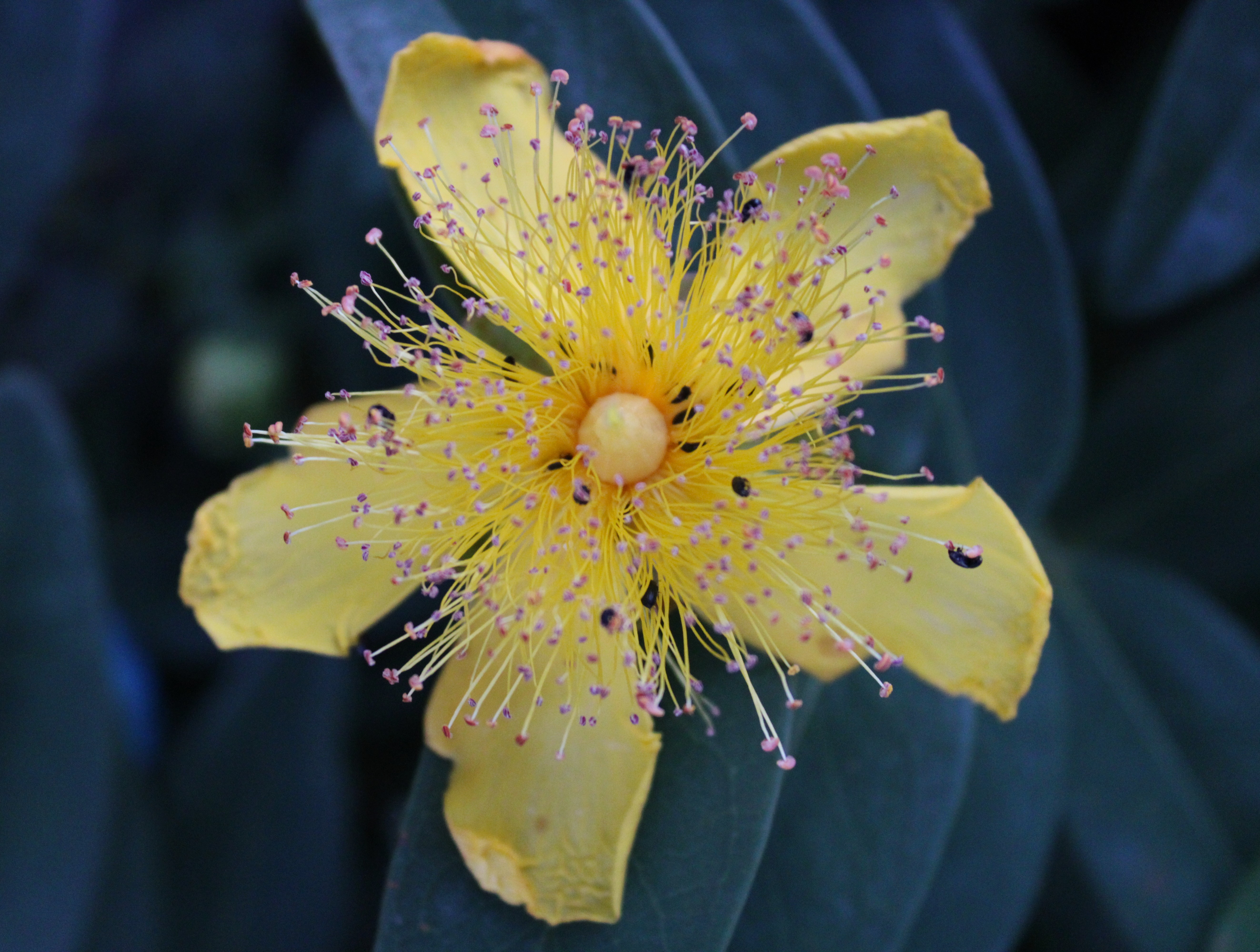 Fleur jaune détaillée en macrophotographie
